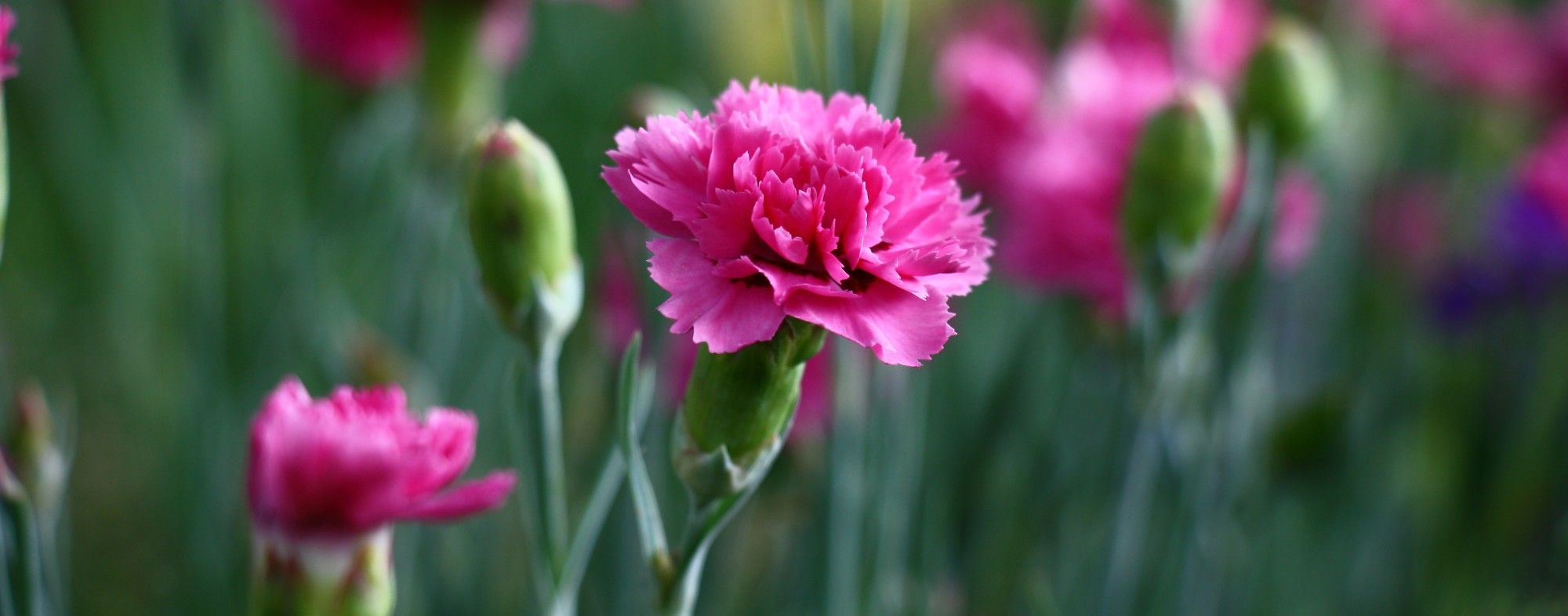 Clavel